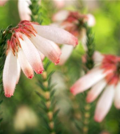 Einen eigenen Heidegarten anlegen