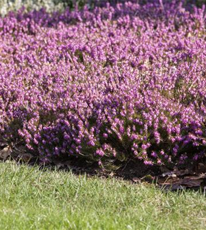 Einen eigenen Heidegarten anlegen