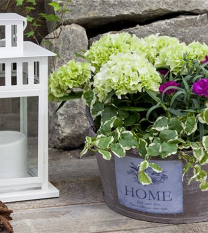 Hortensien im Garten: Pflegen, schneiden und überwintern