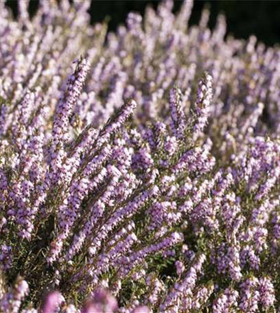 Einen eigenen Heidegarten anlegen
