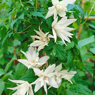 Alpen-Waldrebe 'Albiflora'