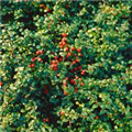 Cotoneaster dammeri 'Golden Spring'
