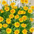 Coreopsis grandiflora 'Rising Sun'