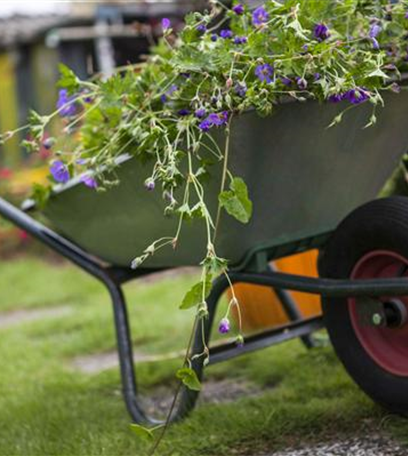 Das Blumenbeet pflegen – vom Gießen, Düngen und Schneiden