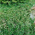 Cotoneaster dammeri radicans