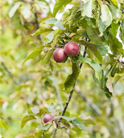 Einen Obstgarten anlegen: Leckere Ernte für Naschkatzen