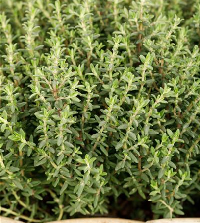 Kräuter im Küchengarten – Pflanzung und Pflege