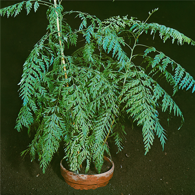 Grevillea robusta, Australische Silbereiche