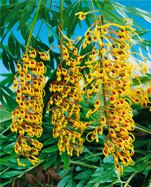 Grevillea robusta, Australische Silbereiche