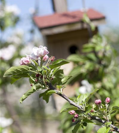 Obstbaumschnitt im Winter
