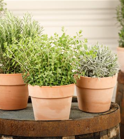 Kräuter im Küchengarten – Pflanzung und Pflege