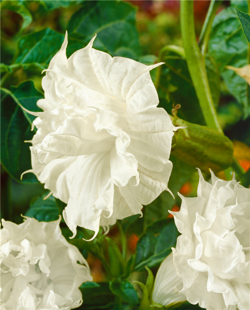 Datura metel, Stechapfel