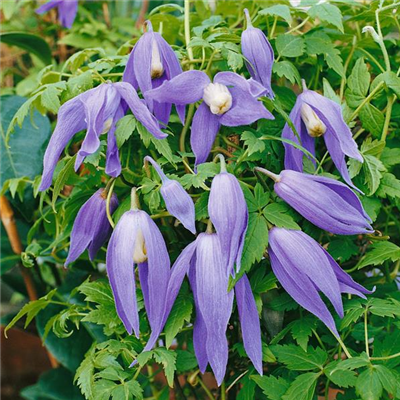 Alpenwaldrebe 'Frances Rivis'