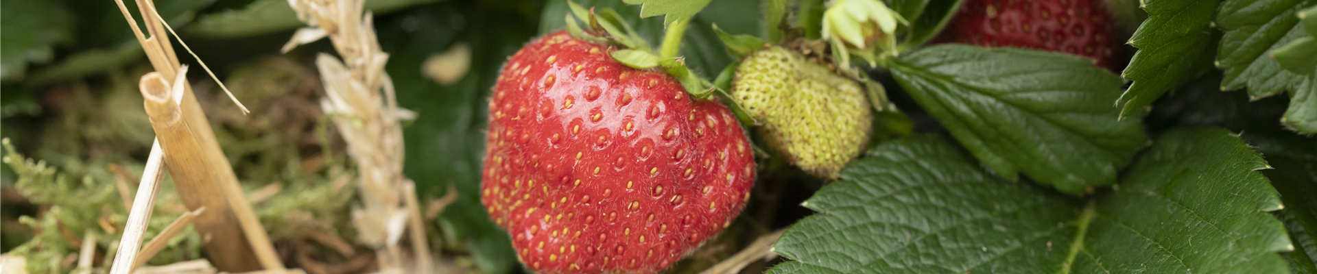 Fragaria