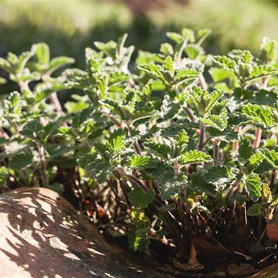 Kräuter mit besonderen Aromen: von fruchtig bis bitter