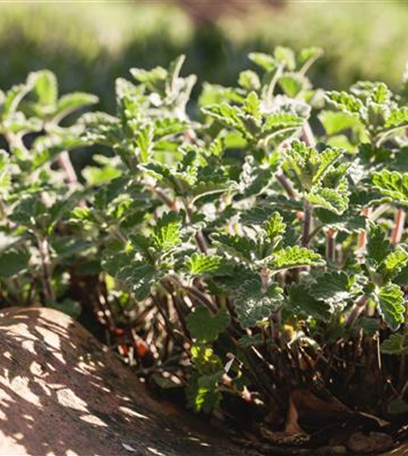 Kräuter mit besonderen Aromen: von fruchtig bis bitter