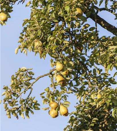 Obstbaumschnitt im Winter
