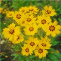 Coreopsis lanceolata 'Calypso'