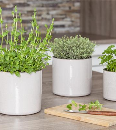 Kräuter mit besonderen Aromen: von fruchtig bis bitter