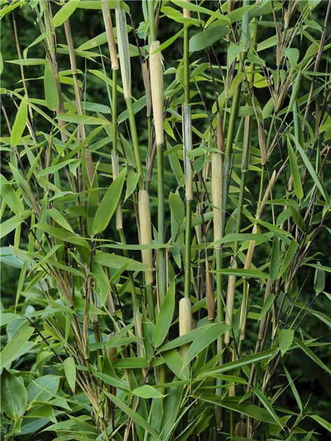 Fargesia murielae, Muriel Schirmbambus