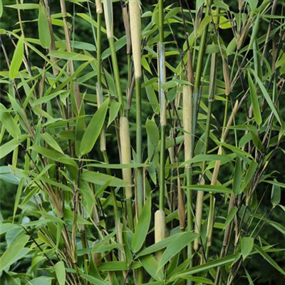 Gartenbambus 'Heart of Darkness'®(s) Gartenbambus 'Heart of Darkness'®(s)