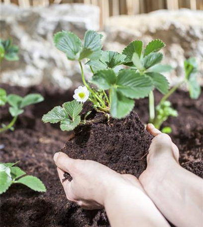 Erdbeeren für Beet, Balkon und Gewächshaus