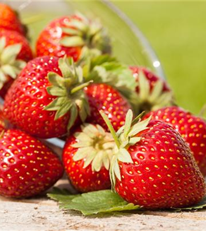 Erdbeeren für Beet, Balkon und Gewächshaus