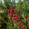 Cotoneaster microphyllus
