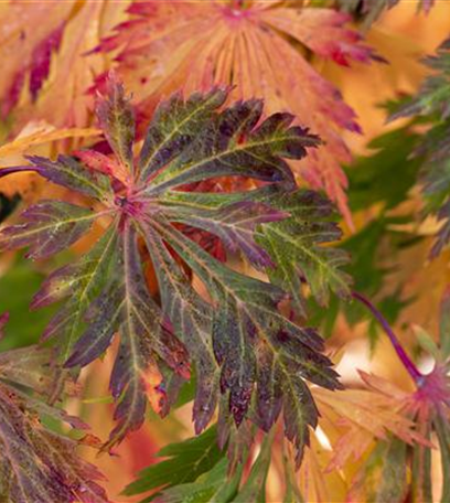 Passende Gehölze für kleine und große Hausgärten