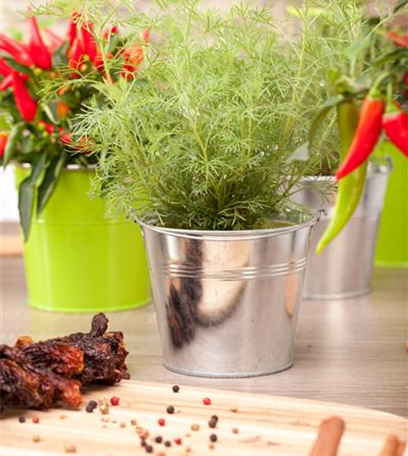 Kräuter mit besonderen Aromen: von fruchtig bis bitter