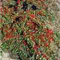 Cotoneaster praecox