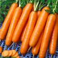 Daucus carota var. sativus 'Narbonne'