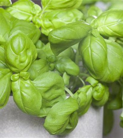 Kräuter und Co. – Vitamine von der Fensterbank