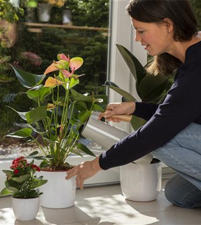 Pflanzen im Garten düngen