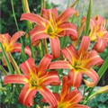 Hemerocallis 'Pink Charm'