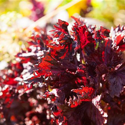 Kräuterkur im Frühling: Mit Kräutern gesund durchs Jahr