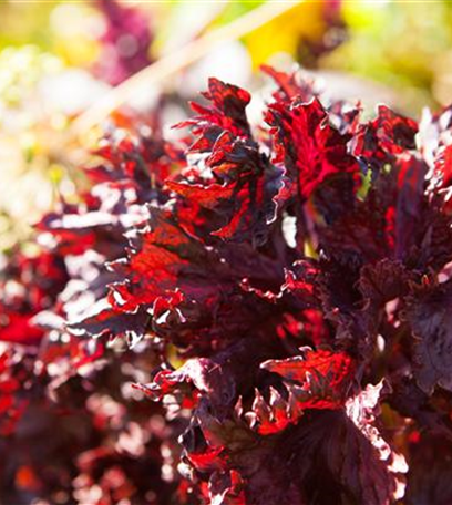 Kräuterkur im Frühling: Mit Kräutern gesund durchs Jahr