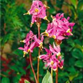 Dodecatheon meadia