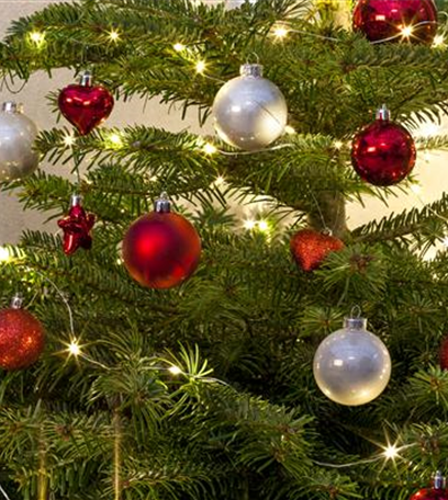 Der Christbaum: Zur Tradition des Weihnachtsbaums