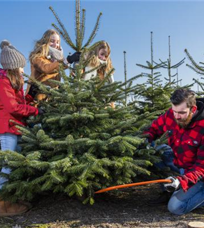 Der Christbaum: Zur Tradition des Weihnachtsbaums