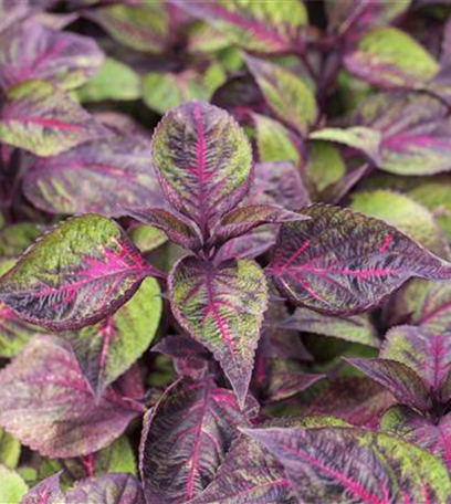 Kräuterkur im Frühling: Mit Kräutern gesund durchs Jahr