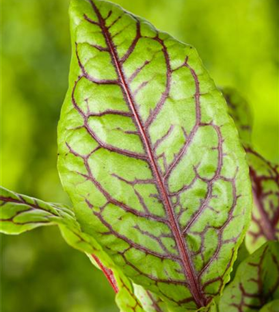 Kräuterkur im Frühling: Mit Kräutern gesund durchs Jahr
