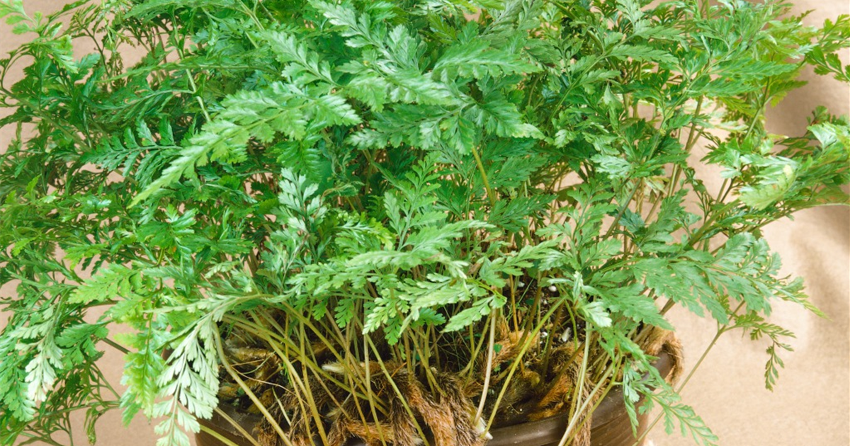 Davallia bullata, Hasenpfotenfarn