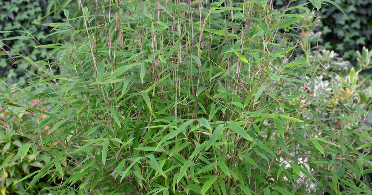 kirschlorbeer caucasica wachstum Kirschlorbeer Genolia 180-200 cm Höhe Ballenware main image 0