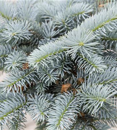 Der Christbaum: Zur Tradition des Weihnachtsbaums