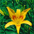 Hemerocallis 'Wilson Yellow'