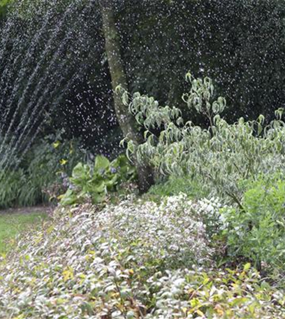 Lebendig Grün – einen Rasen anlegen und pflegen