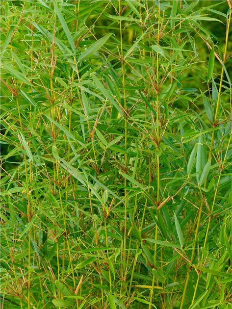 orbea kaktus Orbea Lutea Var. Vaga 3.5