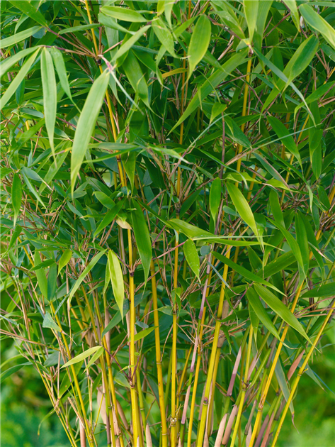 Fargesia robusta 'Pingwu'
