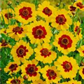 Coreopsis verticillata 'Yellow Bicolor'